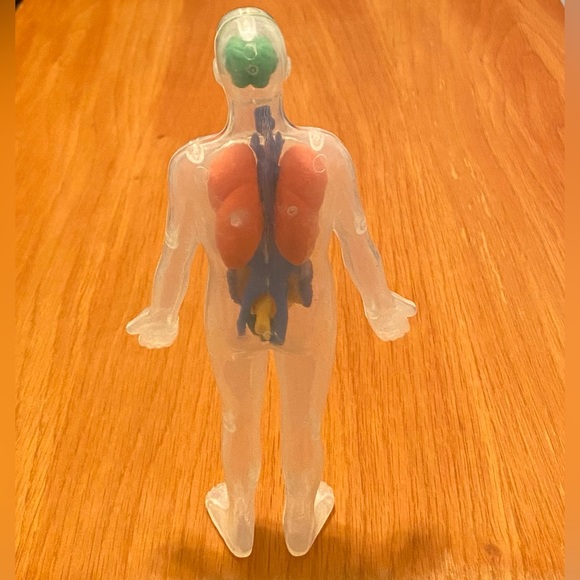 Human Body Anatomy Model Figure - Greenbrier International - 8" H - Picture 2 of 5